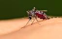 Marks Mosquito Pest control Sydney logo